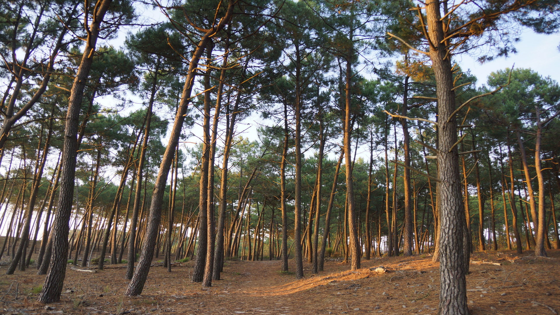 06-nature-jpg.JPG