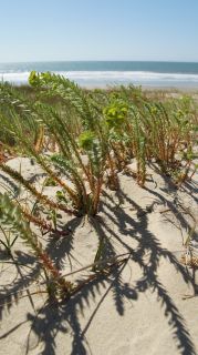 01-Plage-038-Euronat.JPG
