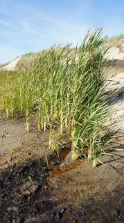 01-Plage-051-Euronat.JPG