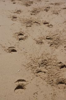 01-Plage-208-Euronat.JPG