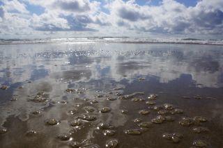 01-Plage-215-Euronat.JPG