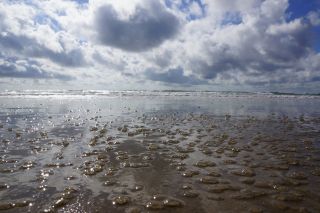 01-Plage-217-Euronat.JPG