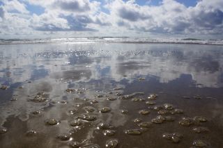 05-Plage-276.jpg