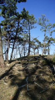 06-Nature-011.jpg