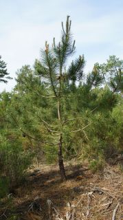 06-Nature-018.jpg