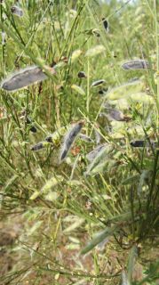 06-Nature-019.jpg