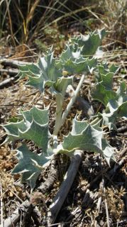 06-Nature-023.jpg