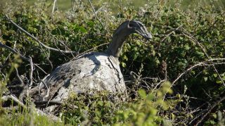 06-Nature-026.jpg