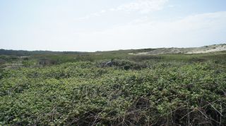 06-Nature-028.jpg