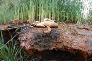06-Nature-033.jpg