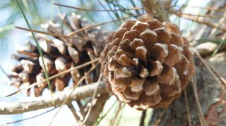 06-Nature-045.jpg