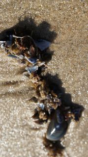 06-Nature-050.jpg
