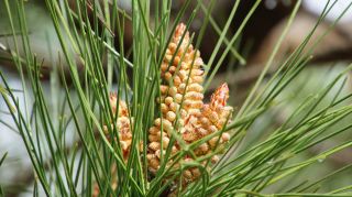 06-Nature-065.jpg