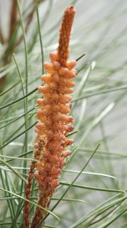 06-Nature-066.jpg