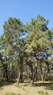 06-Nature-071.jpg