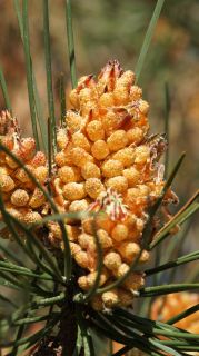06-Nature-072.jpg