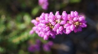 06-Nature-078.jpg