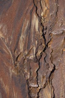 06-Nature-098.jpg