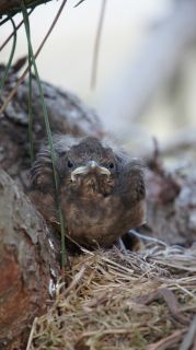 07-Faune-012.jpg