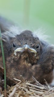 07-Faune-013.jpg