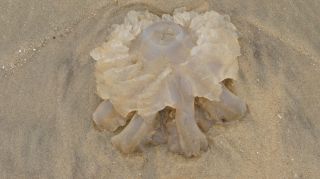 07-Faune-015.jpg