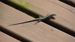 07-Faune-017.jpg