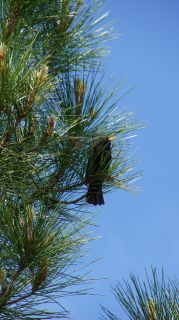 07-Faune-026.jpg