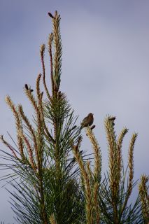 07-Faune-027.jpg