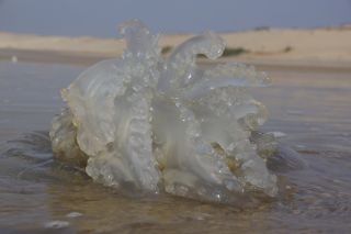 07-Faune-033.jpg