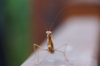 07-Faune-036.jpg