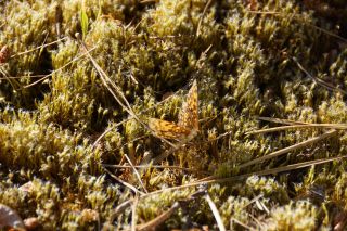 07-Faune-053.jpg