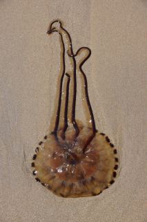 07-Faune-055.jpg