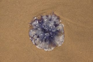 07-Faune-056.jpg