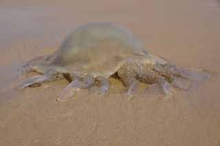 07-Faune-060.jpg