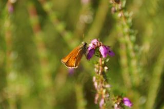 07-Faune-069.jpg