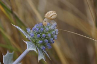 07-Faune-072.jpg