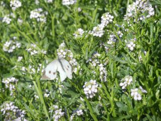 07-Faune-073.jpg