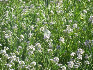 07-Faune-074.jpg