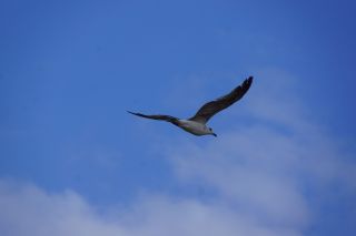 07-Faune-081.jpg